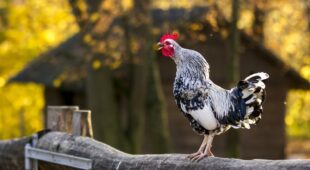 Lärmbelästigung: Hühnerhaltung des Nachbarn und Unterlassung von Ruhestörungen