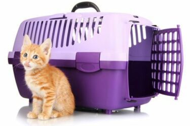 Katzenkauf – Erstattung von Tierarztkosten wegen vorliegender Erkrankung bei Kauf