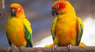 Haltung von Papageienvögeln im Wohngebiet – Genehmigung