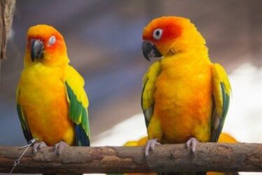 Haltung von Papageienvögeln im Wohngebiet – Genehmigung