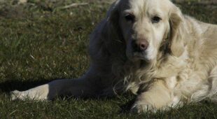 Hündin nebst Welpen aus Hundepension entführt – Schadensersatz und Schmerzensgeld