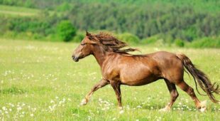 Nicht verladefromm – der misslungene Pferdetransport