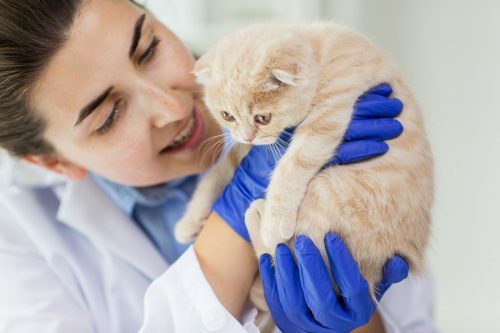 Tierarzt mit Katze
