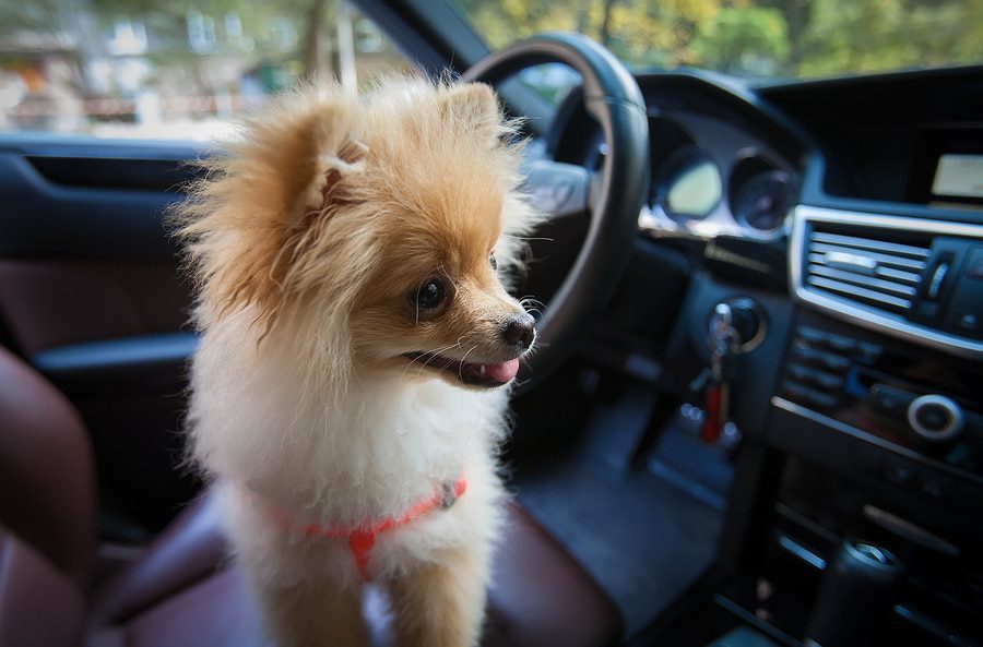 Hunde im überhitzten Kfz-Innenraum - Tierquälerei