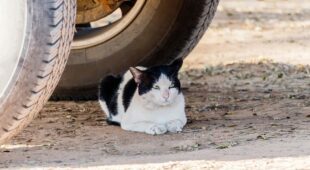 Vollkaskoerstattung – bei Motorschaden durch Katze