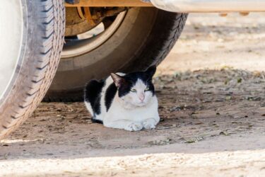 Vollkaskoerstattung – bei Motorschaden durch Katze