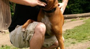 Tierhalterhaftung: Schadensersatz- und Schmerzensgeldanspruch nach einem Hundebiss