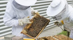 Imkerhaftung wenn Personen von Bienen gestochen werden