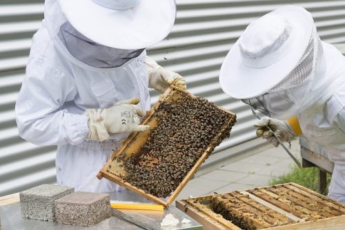 Imkerhaftung wenn Personen von Bienen gestochen werden