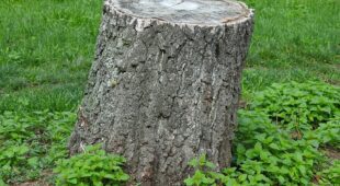 Verkehrssicherungspflicht – Baumstumpf in Grundstückseinfahrt