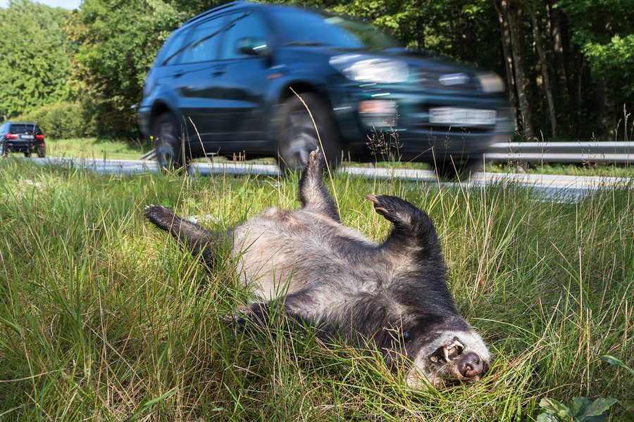 Wildunfall und spätere Kollision eines weiteren Fahrzeug - Haftungsverteilung