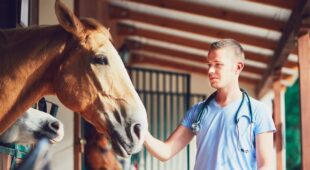 Kaufpreisminderung bei Kauf eines Pferdes mit einer chronischen Erkrankung