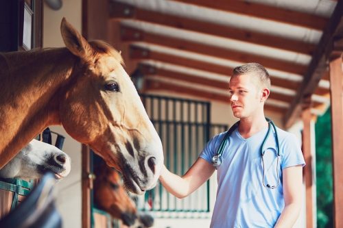 Kaufpreisminderung bei Kauf eines Pferdes mit einer chronischen Erkrankung