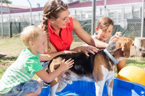 Hundekauf: Rassezugehörigkeit als Beschaffenheitsmerkmal