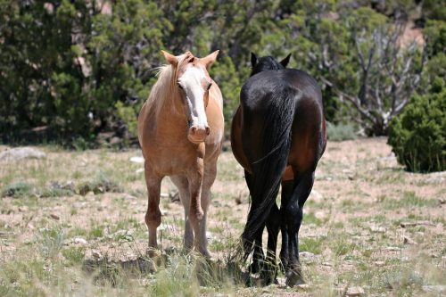 Tiervernachlässigung – Fortnahme und Tierhaltungsverbot