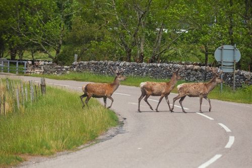 Wildschäden – Kontrollpflicht des Landwirts bei seinen Anpflanzungen