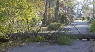 Straßenbaum umgestürzt – Verkehrssicherungspflichtverletzung