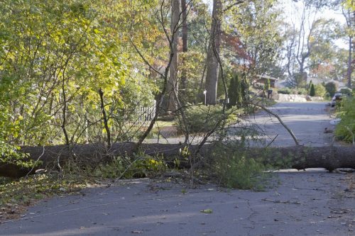 Straßenbaum umgestürzt – Verkehrssicherungspflichtverletzung