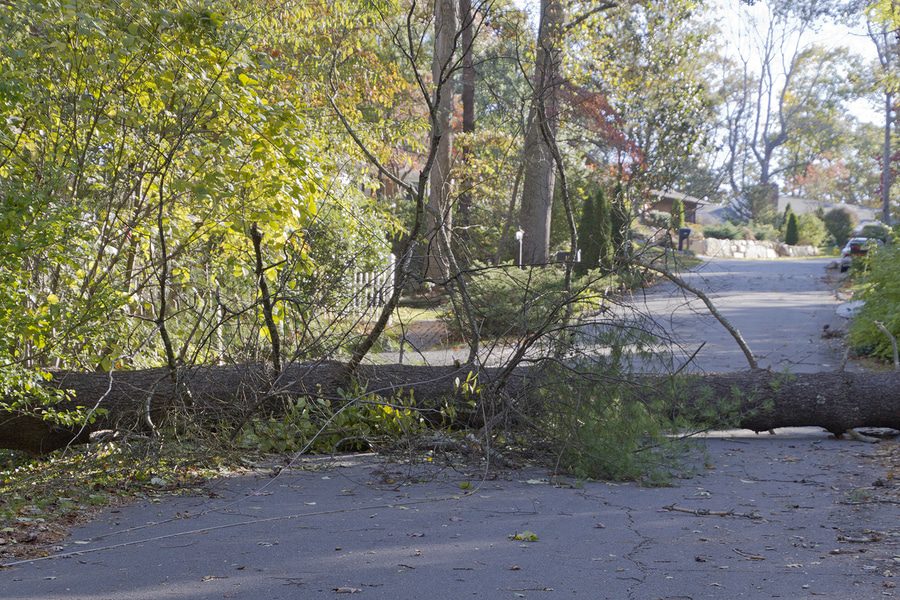 Straßenbaum umgestürzt – Verkehrssicherungspflichtverletzung