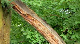Haftung eines Baumeigentümers für Schäden an einem Privatgrundstück durch abbrechenden Ast