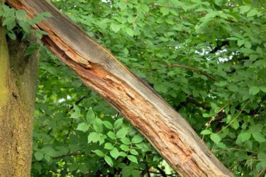 Haftung eines Baumeigentümers für Schäden an einem Privatgrundstück durch abbrechenden Ast