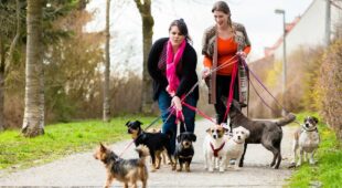 Erhebung von Hundesteuer – „Örtlichkeit“ der Hundesteuer