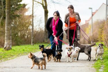 Erhebung von Hundesteuer – „Örtlichkeit“ der Hundesteuer