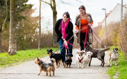 Erhebung von Hundesteuer - "Örtlichkeit" der Hundesteuer