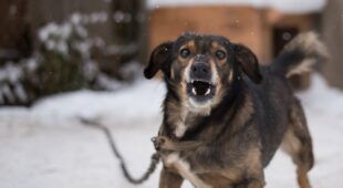 Hundegebell – Unterlassungsanspruch der Nachbarn