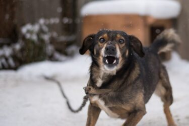 Hundegebell – Unterlassungsanspruch der Nachbarn
