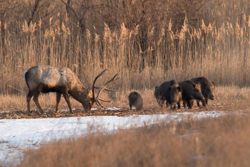 Wildschadensersatz gegenüber Jagdpächter und Jagdgesellschaft