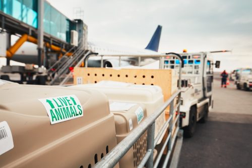 Tierbeförderung in Flugzeug - unangemessene AGB-Klauseln