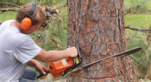 Anspruch auf Erteilung einer Baumfällgenehmigung
