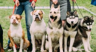 Hundehaltungsuntersagung – Anforderungen an die Feststellung der Unzuverlässigkeit