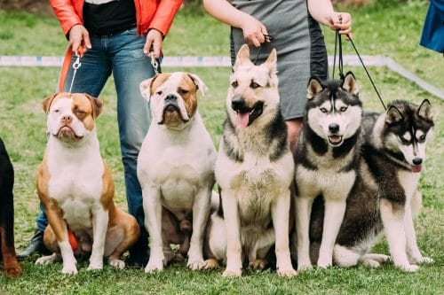 Hundehaltungsuntersagung - Anforderungen an die Feststellung der Unzuverlässigkeit