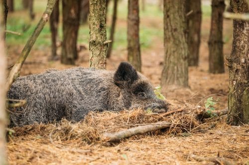 Wildschäden: Darlegungs- und Beweislast für die Schadensverursachung durch Wildscheine