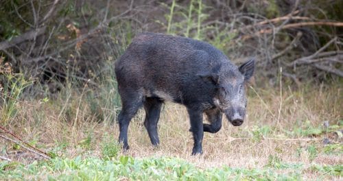 Wildschadensersatz: Schadensschätzung bei unmöglicher Schadensfeststellung