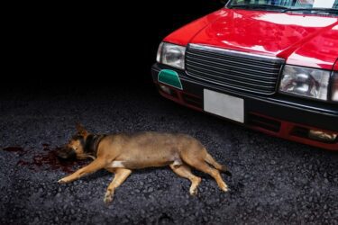 Unfall – Haftungsquote bei Zusammenstoß eines Hundes mit Fahrzeug auf der Straße