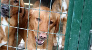 Tierheimhaftung – für zur Probe mit nach Hause genommene Tiere