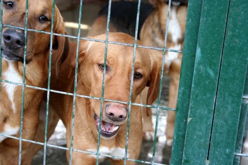 Tierheimhaftung – für zur Probe mit nach Hause genommene Tiere