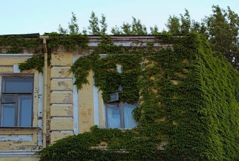 Haftung für Bäume die Dach des Nachbarn verdrecken - Schadensersatz und Reinigungskosten
