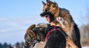 Bissverletzungen unter Hunden – Tiergefahr und Verursachungsbeiträge Tierhalter
