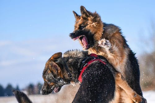 Bissverletzungen unter Hunden – Tiergefahr und Verursachungsbeiträge Tierhalter