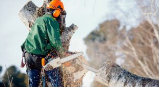 Behinderung von Baumfällarbeiten – Schadensersatzpflicht