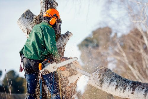 Behinderung von Baumfällarbeiten – Schadensersatzpflicht