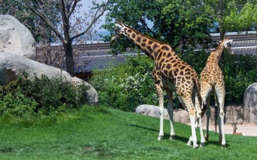 Verkehrssicherungspflicht in Tierpark bei Bodenunebenheiten und in historischem Gebäude