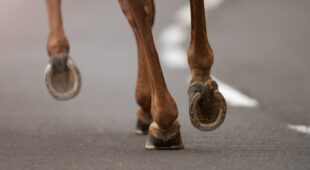 Tierhalterhaftung – Beaufsichtigung eines Pferdes an naher Landstraße