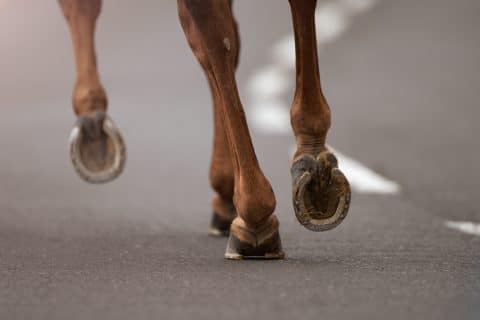 Tierhalterhaftung - Beaufsichtigung eines Pferdes an naher Landstraße