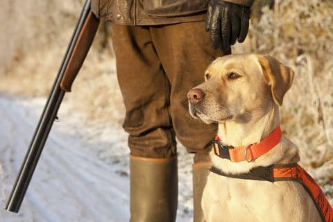 Drückjagd - Schadenersatz wegen getötetem Jagdhund