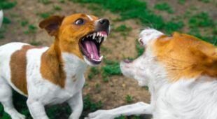Bissverletzung eines Hundes durch anderen Hund – Behandlungskosten des verletzten Hundes